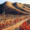 Hawke's Bay Hills Diptych by Sue Graham